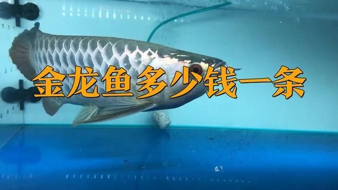 七鰭金龍魚的價(jià)格范圍（金龍魚價(jià)格表大全）