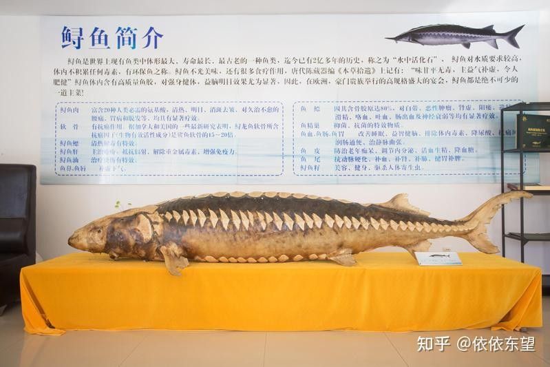 如何判斷鱘龍魚(yú)是否新鮮（怎樣判斷鱘魚(yú)是否新鮮） 如何判斷鱘龍魚(yú)是否新鮮（怎樣判斷鱘魚(yú)是否新鮮） 龍魚(yú)百科 第8張