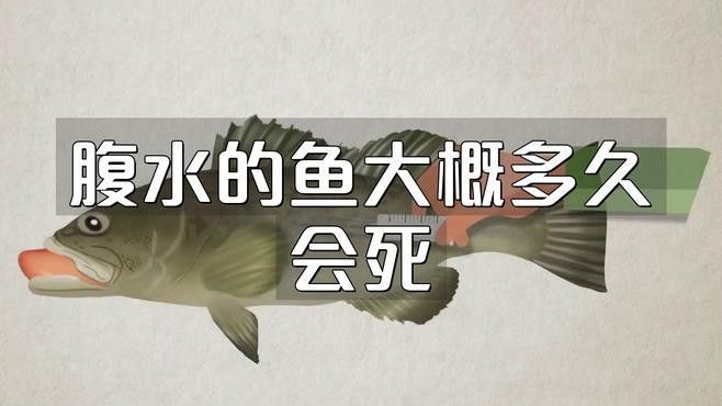 龍魚肚子鼓脹多久會死？（胡咯雨龍魚肚子鼓脹是什么原因引起龍魚肚子鼓脹的原因）