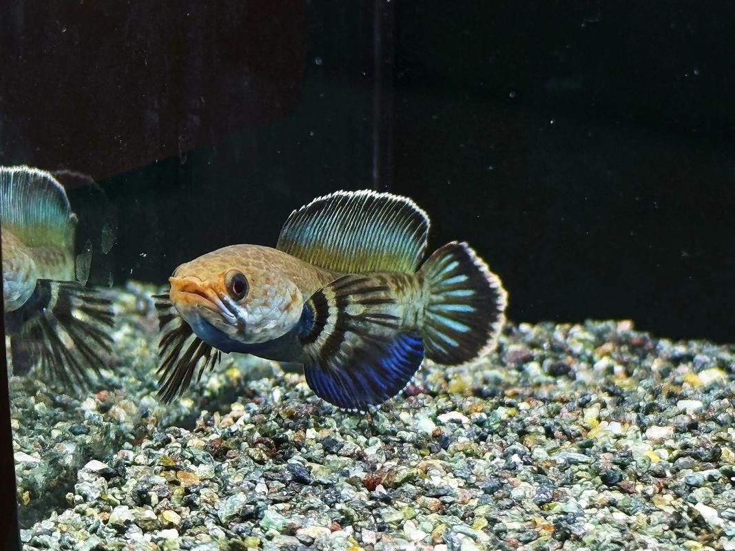 奶茶雷龍魚適合混養嗎（奶茶雷龍魚是否適合與其他觀賞魚混養） 奶茶雷龍魚適合混養嗎（奶茶雷龍魚是否適合與其他觀賞魚混養） 龍魚百科 第5張