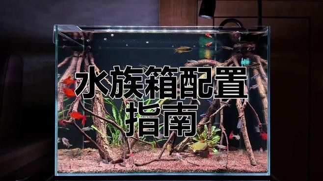 50寬魚缸可以養哪些品種的龍魚（50厘米寬的魚缸適合養什么魚）
