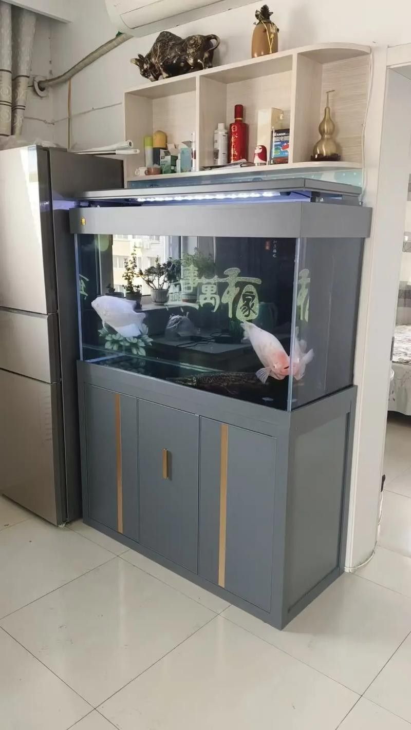 50寬魚缸可以養哪些品種的龍魚（50厘米寬的魚缸適合養什么魚）