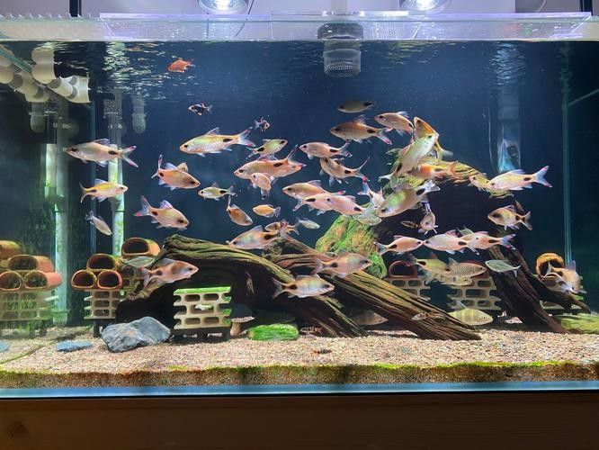50寬魚缸可以養哪些品種的龍魚（50厘米寬的魚缸適合養什么魚）