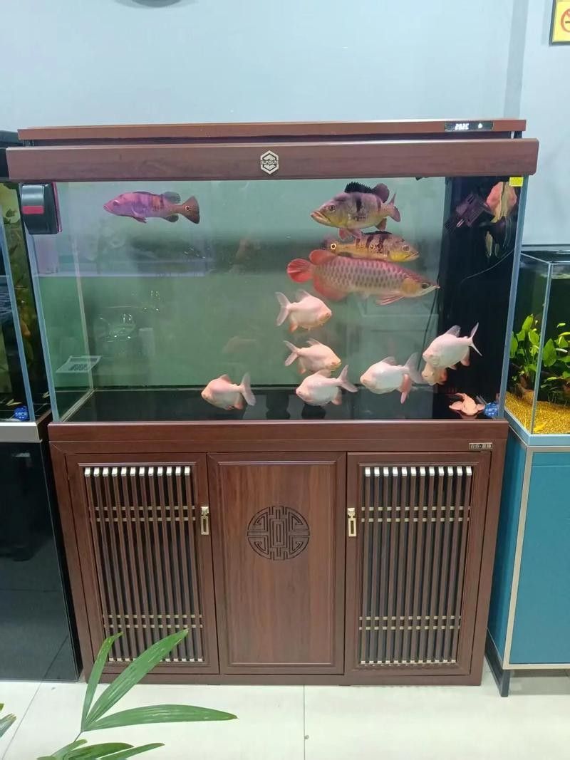 50寬魚缸可以養哪些品種的龍魚（50厘米寬的魚缸適合養什么魚）
