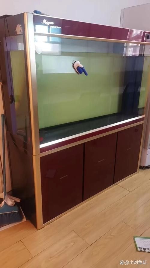 50寬魚缸可以養哪些品種的龍魚（50厘米寬的魚缸適合養什么魚）