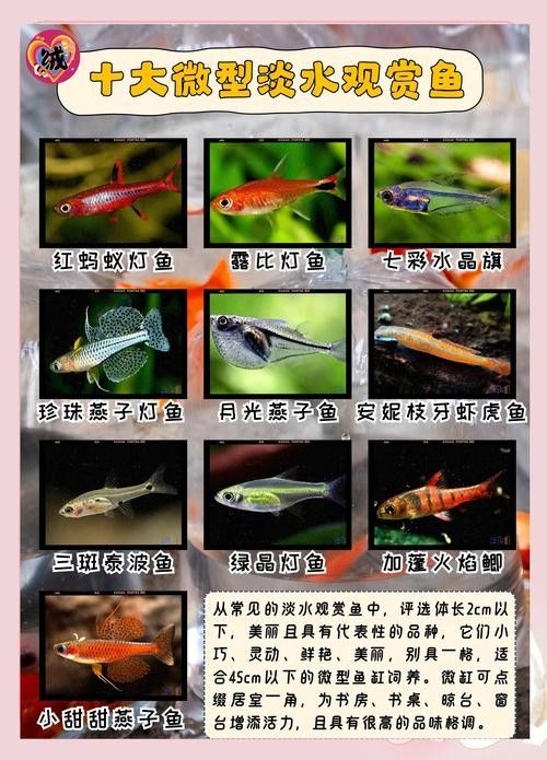 50寬魚缸可以養哪些品種的龍魚（50厘米寬的魚缸適合養什么魚）