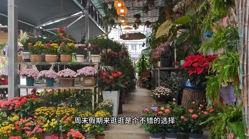 南寧龍魚批發(fā)市場的營業(yè)時間是（南寧龍魚批發(fā)市場怎么樣）