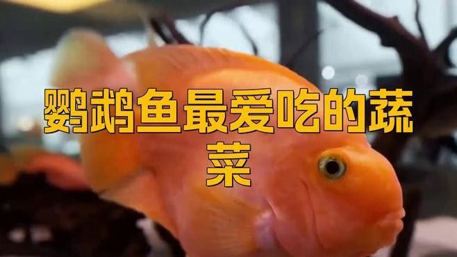 龍魚和鸚鵡魚可以吃哪些食物？（魚和鸚鵡魚的飲食需求）