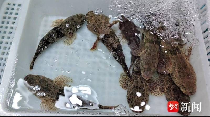 哪種月鱧的市場需求更大（印尼月鱧和七星魚/月鱧月鱧的需求表現）