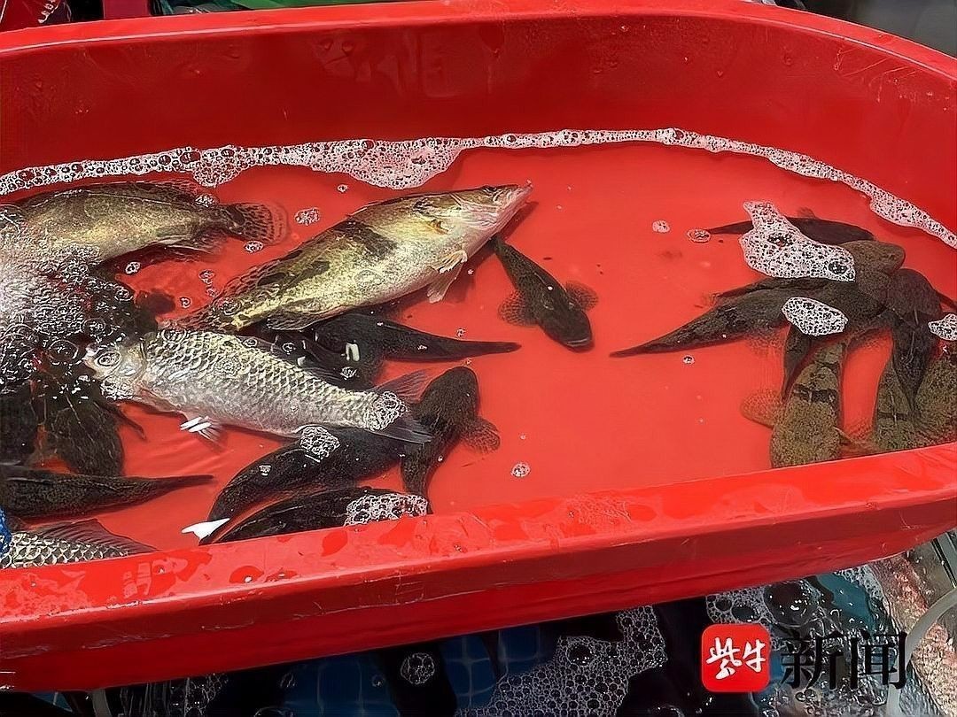 哪種月鱧的市場需求更大（印尼月鱧和七星魚/月鱧月鱧的需求表現）