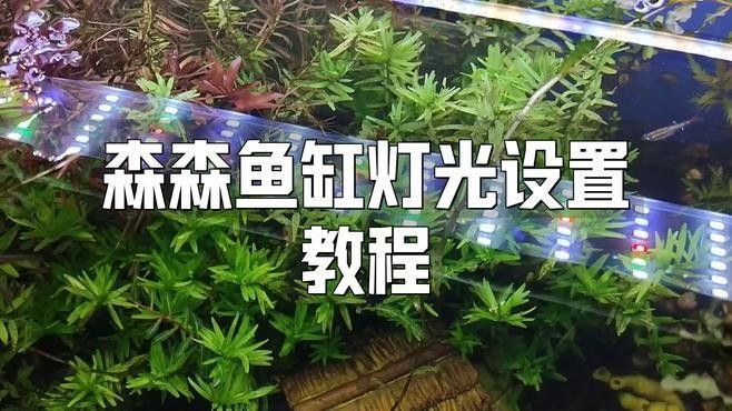 哪款森森龍魚燈性價比最高（森森魚缸照明燈排行榜京東聽聽森森魚缸照明燈排行榜）