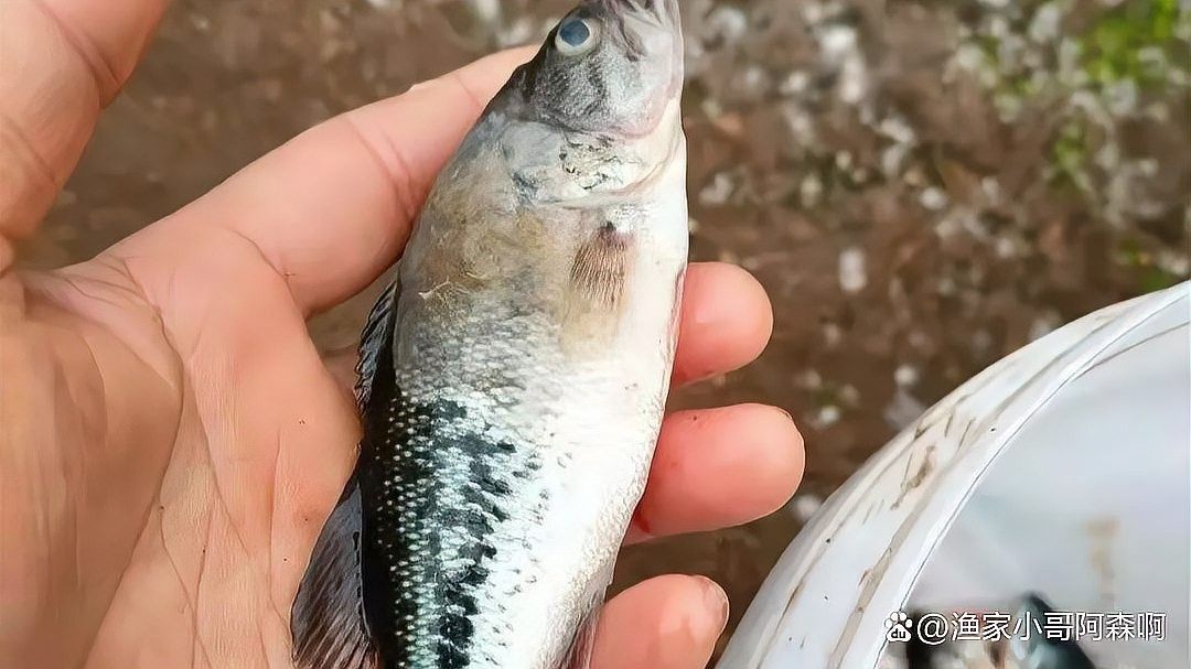 金龍魚水霉病會傳染嗎？（龍魚水霉病是怎么引起的） 金龍魚水霉病會傳染嗎？（龍魚水霉病是怎么引起的） 龍魚百科 第10張