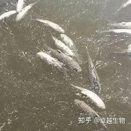 金龍魚水霉病會傳染嗎？（龍魚水霉病是怎么引起的） 金龍魚水霉病會傳染嗎？（龍魚水霉病是怎么引起的） 龍魚百科 第6張