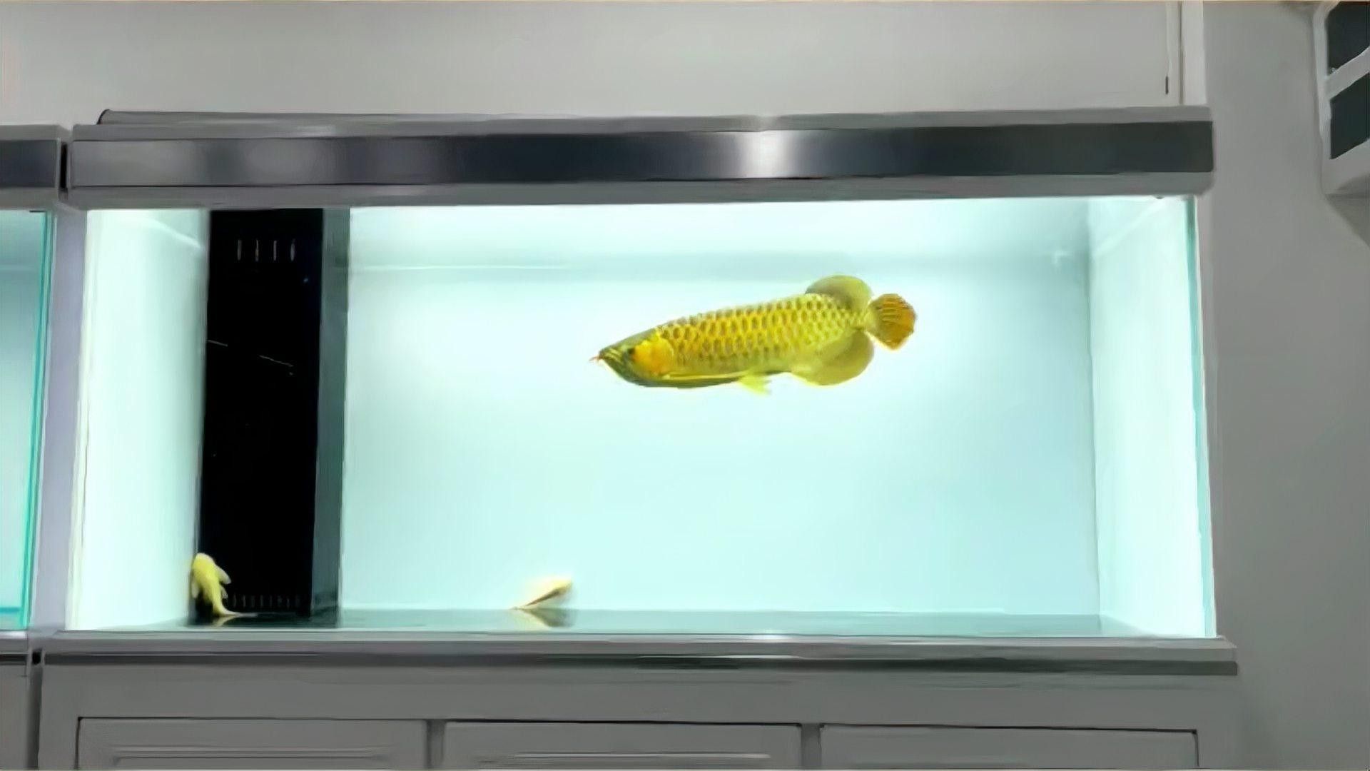 如何判斷魚缸是否適合養龍魚（如何判斷魚缸是否適合養龍魚生長，最全攻略） 如何判斷魚缸是否適合養龍魚（如何判斷魚缸是否適合養龍魚生長，最全攻略） 龍魚百科 第11張