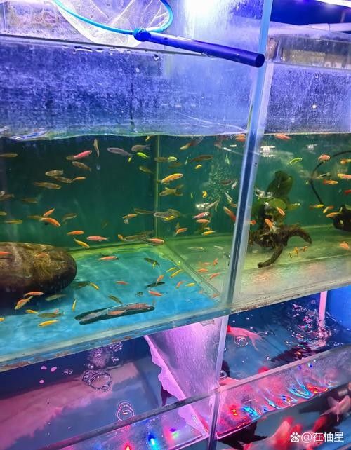眉山哪個(gè)水族館龍魚好?祥龍魚場(chǎng)龍魚(四川省眉山市“祥龍魚場(chǎng)”) 龍魚百科 第1張 眉山哪個(gè)水族館龍魚好?祥龍魚場(chǎng)龍魚(四川省眉山市“祥龍魚場(chǎng)”) 眉山哪個(gè)水族館龍魚好?祥龍魚場(chǎng)龍魚(四川省眉山市“祥龍魚場(chǎng)”) 龍魚百科 第1張