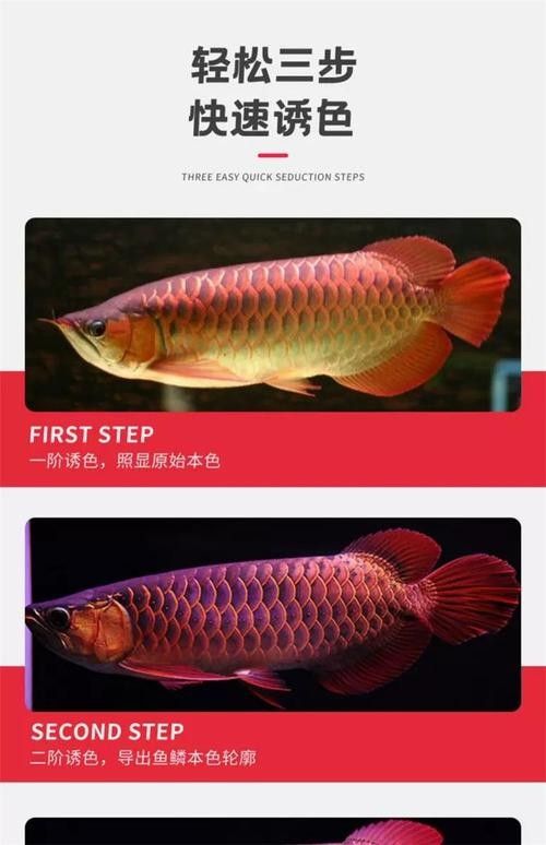 金龍魚專用燈有哪些型號（金龍魚專用燈型號及特點整理金龍魚專用燈的安裝步驟）