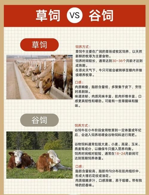 如何區分草飼牛肉和谷飼牛肉？（草飼牛肉和谷飼牛有什么區別） 如何區分草飼牛肉和谷飼牛肉？（草飼牛肉和谷飼牛有什么區別） 龍魚百科 第4張