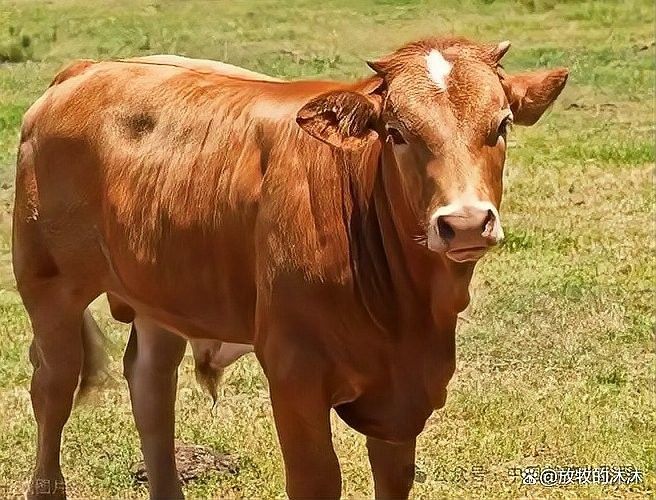 如何區分草飼牛肉和谷飼牛肉？（草飼牛肉和谷飼牛有什么區別） 如何區分草飼牛肉和谷飼牛肉？（草飼牛肉和谷飼牛有什么區別） 龍魚百科 第15張