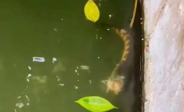 七彩雷龍魚打架會致死嗎？（七彩雷龍魚打架會致死嗎）