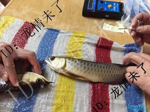 金龍魚(yú)芯片注射費(fèi)用是多少？（金龍魚(yú)芯片注射費(fèi)用）