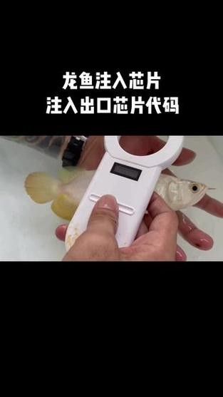 金龍魚(yú)芯片注射費(fèi)用是多少？（金龍魚(yú)芯片注射費(fèi)用）