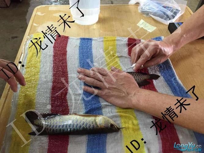 金龍魚(yú)芯片注射費(fèi)用是多少？（金龍魚(yú)芯片注射費(fèi)用）