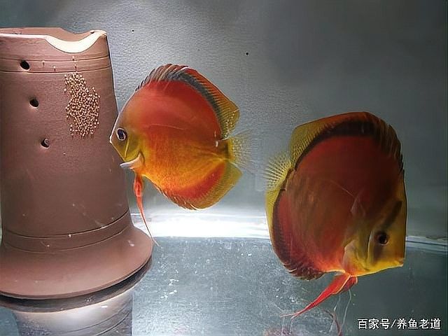 如何減少七彩魚和龍魚的沖突（七彩魚和龍魚是兩種常見的觀賞魚，在水族箱中共存時(shí)可能會(huì)發(fā)生沖突）
