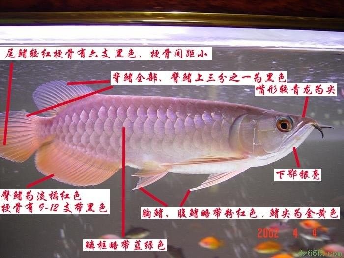 金龍魚和青龍魚哪個更好養？（金龍魚和青龍魚哪個好養）