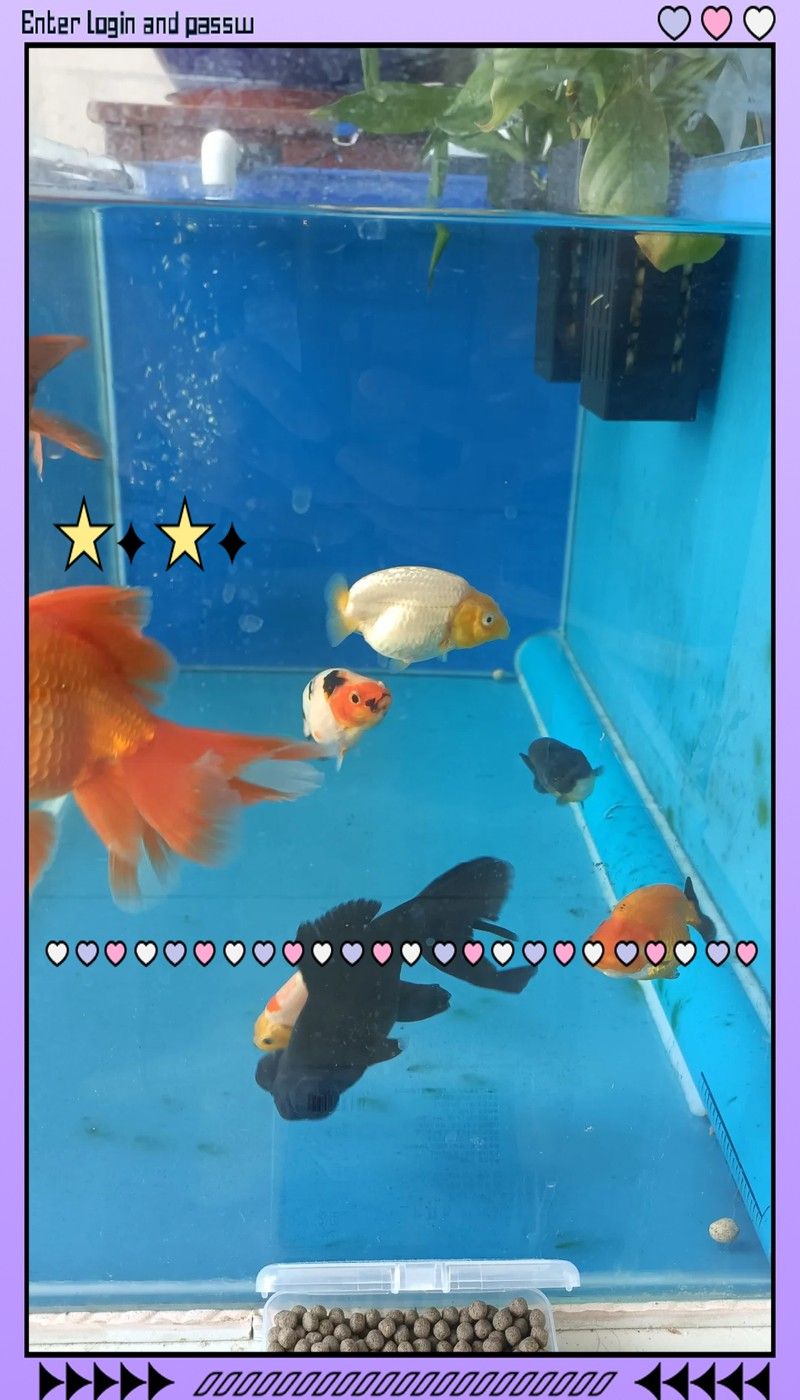 龍魚批發市場的地址在哪里（北京哪里有龍魚批發市場）