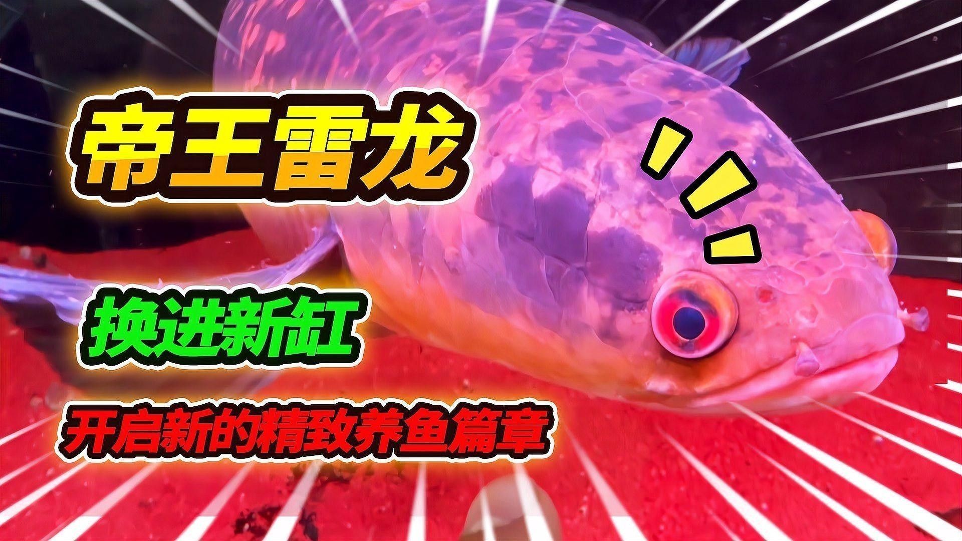 雷龍魚魚缸背景多久更換一次（雷龍魚養護指南|打造舒適水域的五大關鍵）