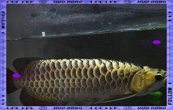 山西龍魚市場的價格范圍（山西龍魚市場價格范圍） 山西龍魚市場的價格范圍（山西龍魚市場價格范圍） 龍魚百科 第14張