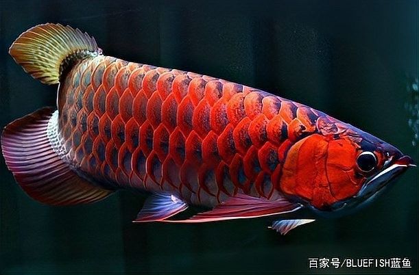 山西龍魚市場的價格范圍（山西龍魚市場價格范圍） 山西龍魚市場的價格范圍（山西龍魚市場價格范圍） 龍魚百科 第12張