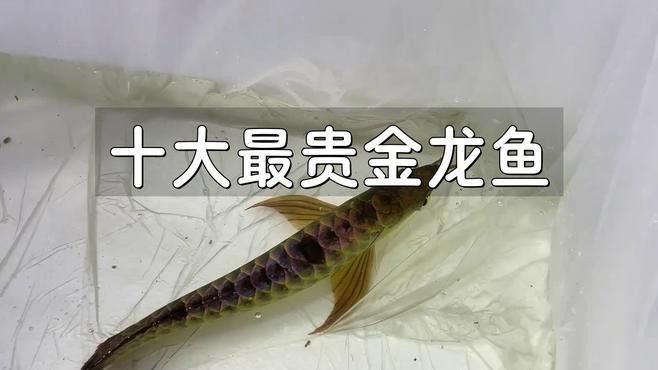 金龍魚高端系列有哪些品種（金龍魚高端系列中哪個品種性價比最高金龍魚高端系列） 金龍魚高端系列有哪些品種（金龍魚高端系列中哪個品種性價比最高金龍魚高端系列） 龍魚百科 第6張