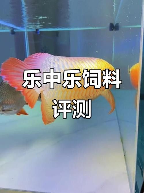 樂中樂飼料有哪些優點（樂中樂飼料有哪些優勢？）