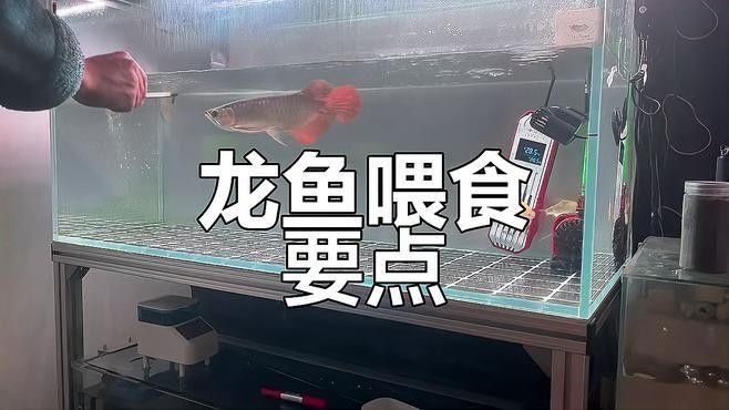 大湖紅龍魚飼養難度如何（大湖紅龍魚怎么養，紅龍魚的喂食技巧與狀態提升給我一份）