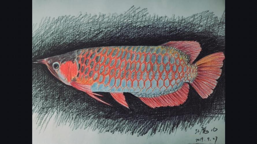 給我推薦一些紅龍魚卡通形象（紅龍魚卡通形象設計）