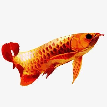 給我推薦一些紅龍魚卡通形象（紅龍魚卡通形象設計）