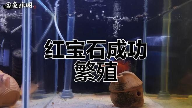 虎紋恐龍魚多久繁殖一次？（虎紋恐龍魚多久繁殖一次）