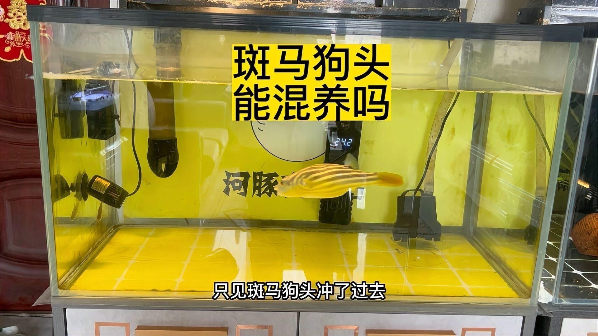 斑馬狗頭混養(yǎng)需要多久適應？（斑馬狗頭混養(yǎng)容易出現(xiàn)的兩種情況龍襄愛養(yǎng)寵斑馬狗頭能混養(yǎng)嗎） 斑馬狗頭混養(yǎng)需要多久適應？（斑馬狗頭混養(yǎng)容易出現(xiàn)的兩種情況龍襄愛養(yǎng)寵斑馬狗頭能混養(yǎng)嗎） 龍魚百科 第2張