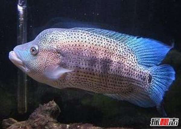 龍魚和戰船魚哪個更兇猛（龍魚和戰船魚哪個更適合大型魚缸？）