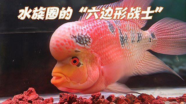 龍魚和戰船魚哪個更兇猛（龍魚和戰船魚哪個更適合大型魚缸？）