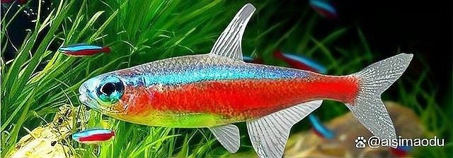 孔雀魚和什么魚混養最好？（aisimaodu孔雀魚能與其他觀賞魚混養嗎）