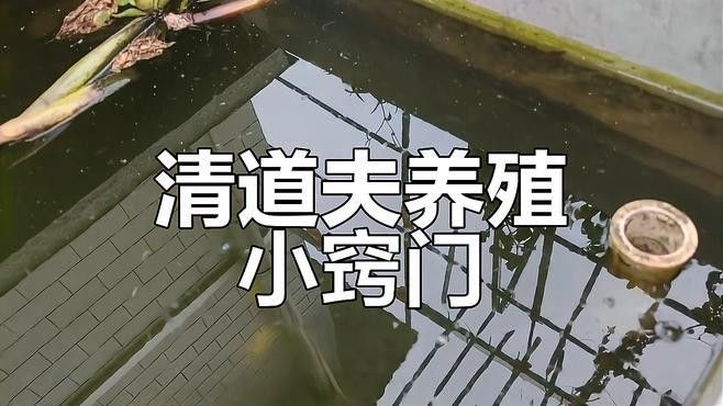 如何預防清道夫死亡？（如何預防清道夫的死亡）