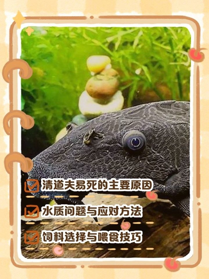 如何預防清道夫死亡？（如何預防清道夫的死亡）
