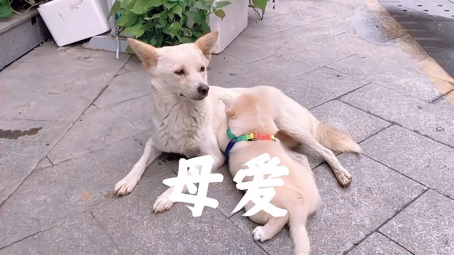 如何預約銘龍漁場的上門救治服務？（廊坊銘龍漁場上門救治服務）