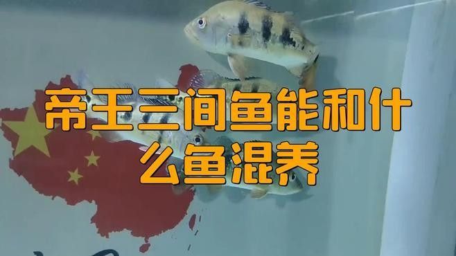 帝王三間和龍魚的最佳混養比例（帝王三間和龍魚的最佳混養比例是怎樣的）