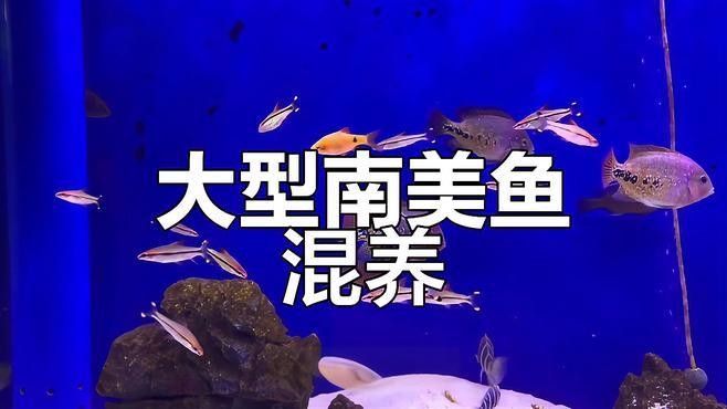 帝王三間和龍魚的最佳混養比例（帝王三間和龍魚的最佳混養比例是怎樣的）