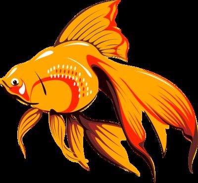 如何預防藍曼龍魚發白？（藍曼龍魚發白可能是由多種原因造成的） 如何預防藍曼龍魚發白？（藍曼龍魚發白可能是由多種原因造成的） 龍魚百科 第6張