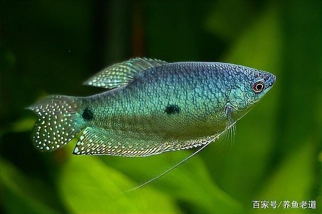 如何預防藍曼龍魚發白？（藍曼龍魚發白可能是由多種原因造成的） 如何預防藍曼龍魚發白？（藍曼龍魚發白可能是由多種原因造成的） 龍魚百科 第7張