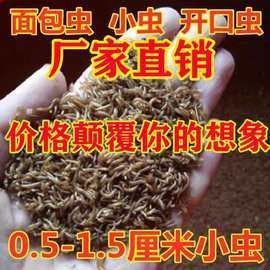 北京和興龍魚(yú)貿(mào)易的蟲(chóng)類有哪些？（北京和興龍魚(yú)貿(mào)易有限公司）